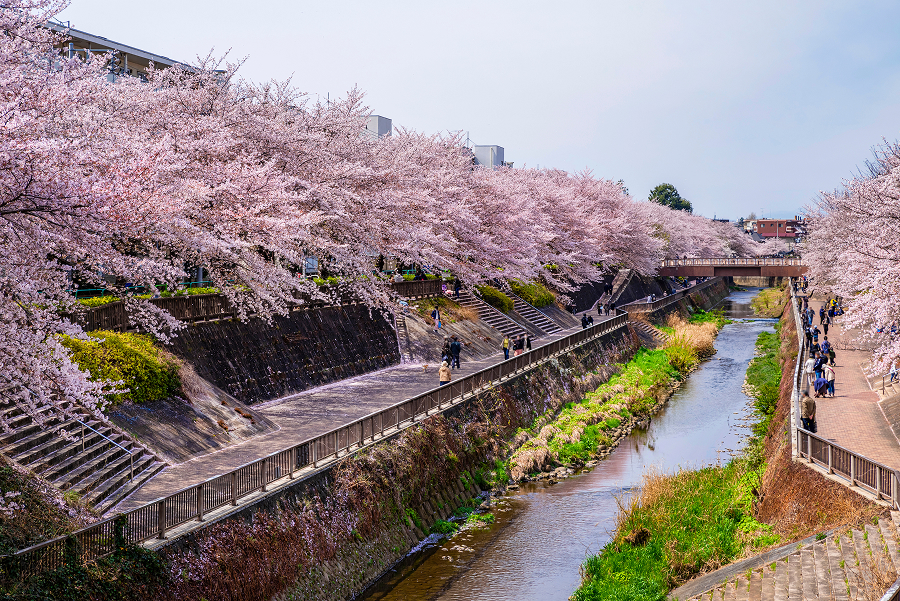石神井川の桜